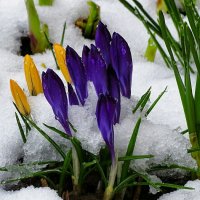 Припорошило снегом весенние цветы. :: Милешкин Владимир Алексеевич 