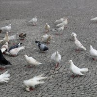 Фатимские голуби :: Ольга 