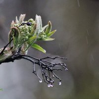 Рябиновая ветка под дождём. :: Восковых Анна Васильевна 