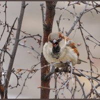 Зовем весну... :: Анна Приходько