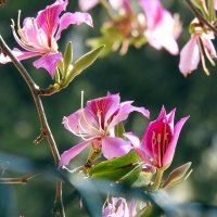 Цветет баухиния -орхидейное дерево :: Гала 