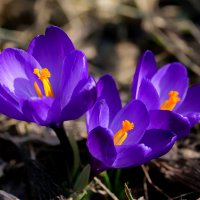 crocuses :: Zinovi Seniak