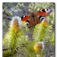 Апрельская бабочка. :: Зоя Чария