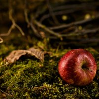 яблоко в лесу :: Андрей Кузьмин Эдуардович