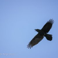 Парящий в небе огромный чёрный ворон :: Анатолий Клепешнёв