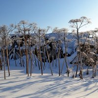 МОЯ ДЕРЕВНЯ, сарайки. :: Виктор Осипчук