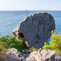Крым. Одинокое дерево на скале :: Ирина Смирнова