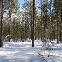 Весенний день в лесу :: Ольга 