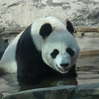 Московский Зоопарк. Большие панды. Жуи. :: Наташа *****