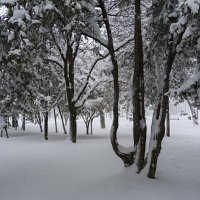 Зима в  горсаду :: Валентин Семчишин