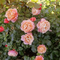 Розы...розы...розы.. :: Валентина Жукова