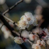 Весна абрикосовая :: Владимир Кроливец