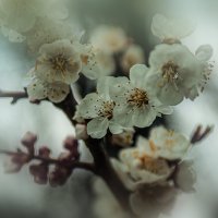 Абрикос цветёт :: Владимир Кроливец