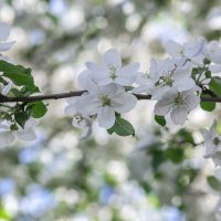 Яблони в цвету :: Светлана Карнаух