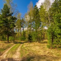 Тропинка в лес. :: Андрей Дворников