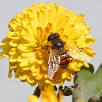 Пчелка-трудяжка :: Gal` ka