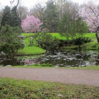 В Японском саду весной :: Ольга Довженко