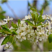 природа :: Владислав Воровский 