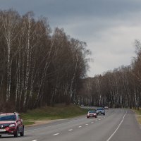 Сквозь березки на запад... :: M Marikfoto