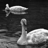 Swans :: Alex Minaev