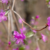 Багульник :: Леонид Корчевой