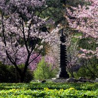 Сакура в Японском саду 7 мая :: Михаил Бибичков