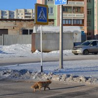 Переходите улицу,правильно,только по зебре... :: Георгиевич 