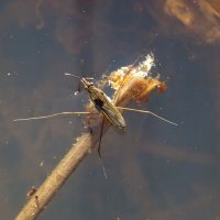 Водомерка (Gerridae) :: Денис Бочкарёв