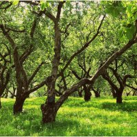 Яблоневый сад в Коломенском :: Евгений Кочуров