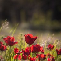 Умирающие тюльпаны :: Александр Довгий