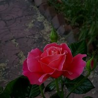 Розовая роза :: Наталья (D.Nat@lia)