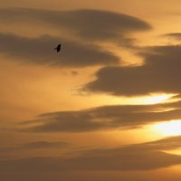 Птица на фоне неба :: Владилен Панченко