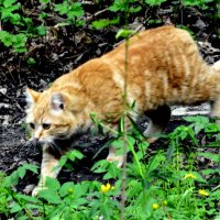Коты и кошки - 1 :: Сергей 