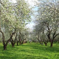 Яблоневый сад Коломенское :: Ninell Nikitina
