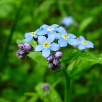 Лесные незабудки. :: Милешкин Владимир Алексеевич 