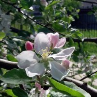 Яблони в цвету :: Galina Solovova