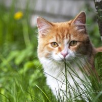Рыжий котик :: Ольга Милованова