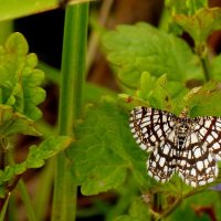 свежие майские бабочки 3 :: Александр Прокудин