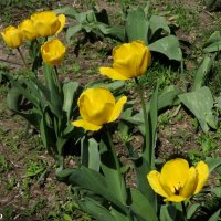 Жёлтые тюльпаны :: Нина Бутко