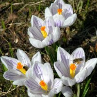 Белые крокусы и пчелки...Весна... :: Генрих 