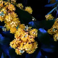 holly blooms :: Zinovi Seniak