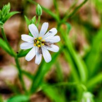 Белый весенний цветок.. :: Юрий Стародубцев