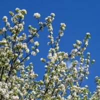 apple flowers :: Zinovi Seniak