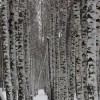 зимний лес :: Елена Агеева