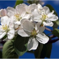 Яблони в цвету - весны творенье.... :: Лариса С.