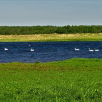Озеро с лебедями :: Ольга Митрофанова