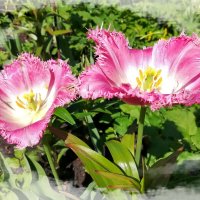 Бахромчатые тюльпаны :: veera v