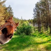 Привет...)), что делаешь?... :: Анатолий Клепешнёв