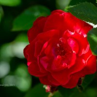 Красная роза :: Александр Синдерёв