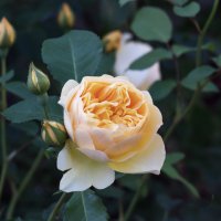 Жёлтая роза :: Aнна Зарубина